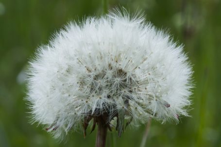Pissenlit en graine