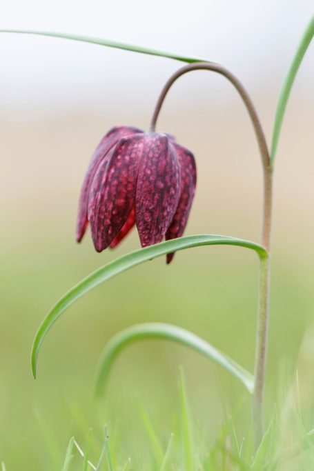 Fritillaire pintade