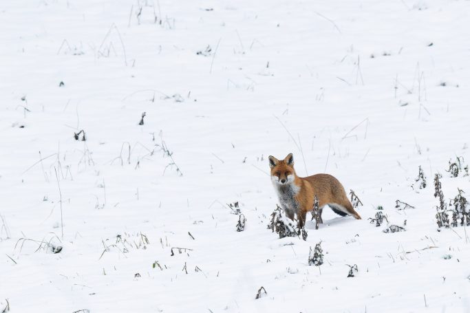Neige