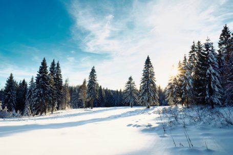 Forêt enneigée