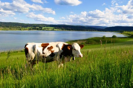 Vache Lac de Remoray