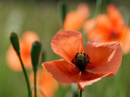 Coquelicot