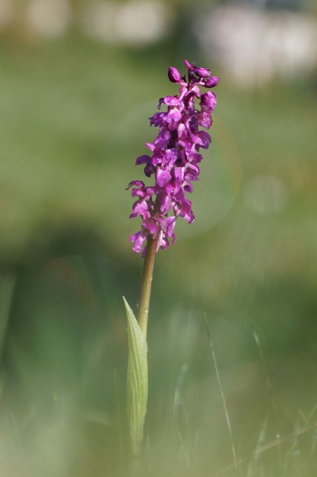 Orchis sauvage