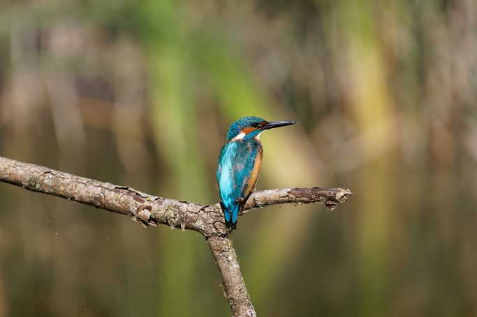 Oiseaux