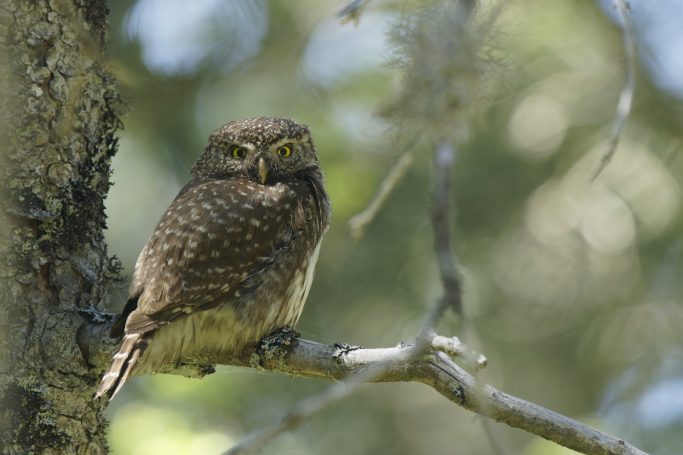 Rapaces