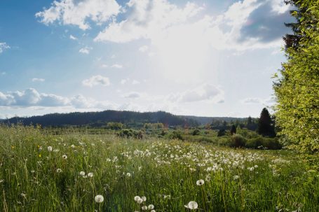 Prairie 