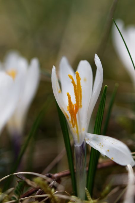 Crocus