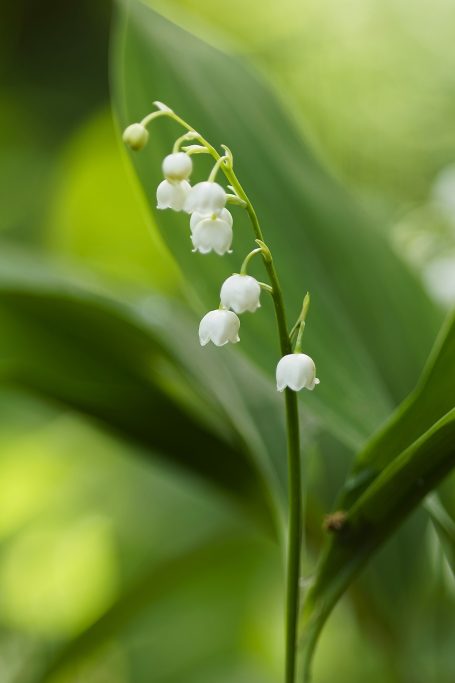 Muguet