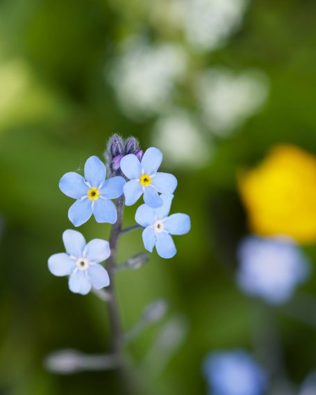 Myosotis