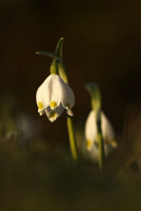 Perce-neige 