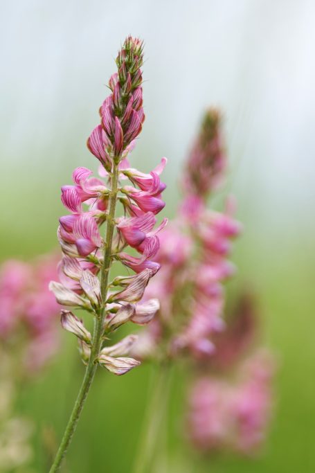 Sainfoin