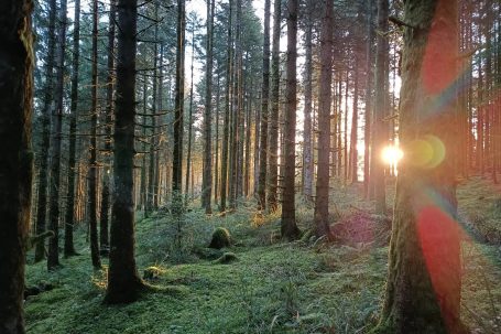 Forêt