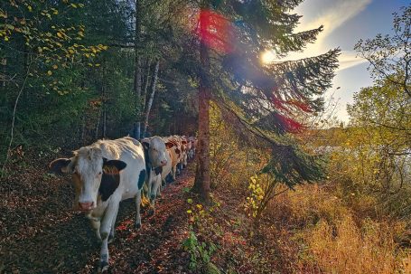 Vaches au Lac de Malpas
